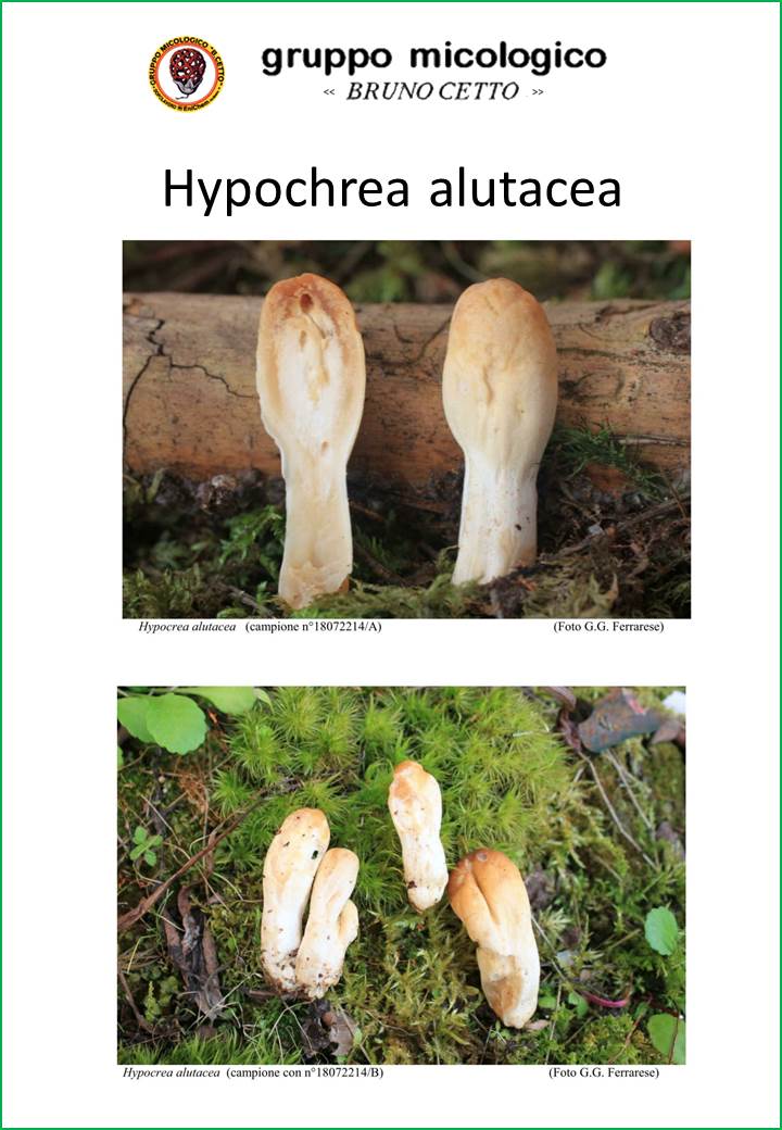 genere tricholoma