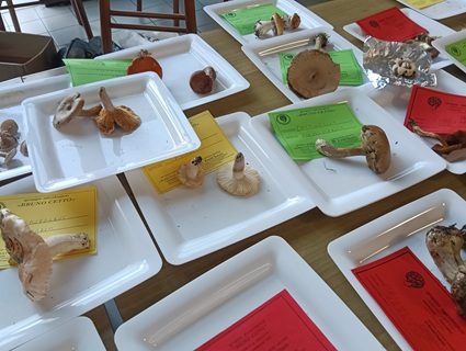 Funghi dal vero