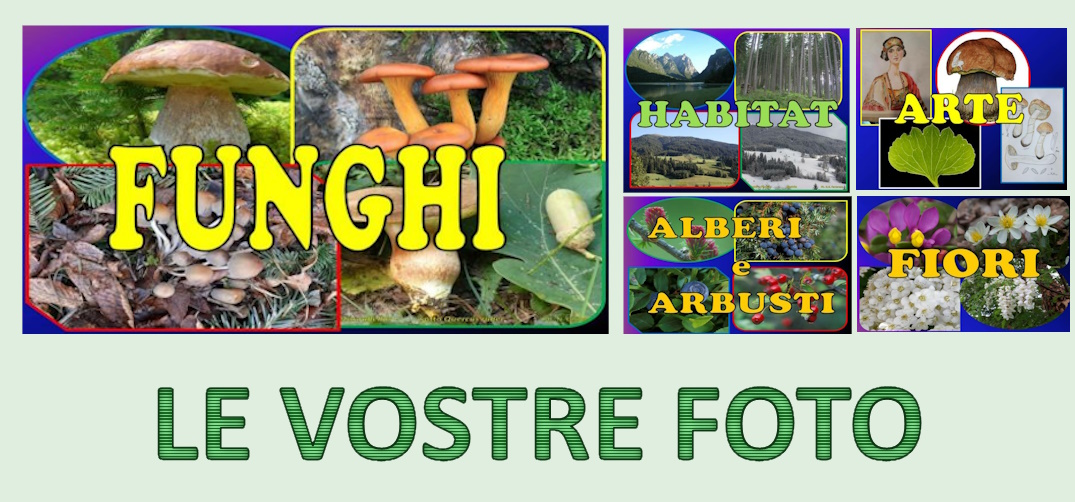 vostrefoto