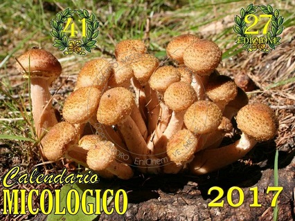 fronte 320