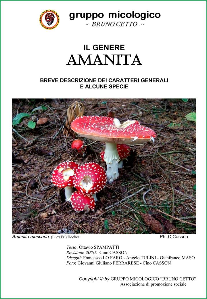 genere amanita