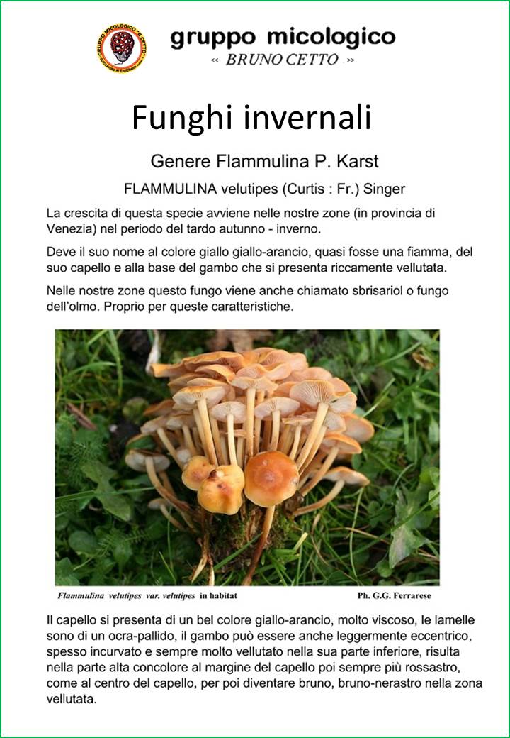 Funghi invernali