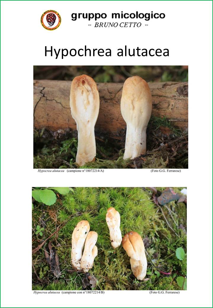 Hypocrea alutacea