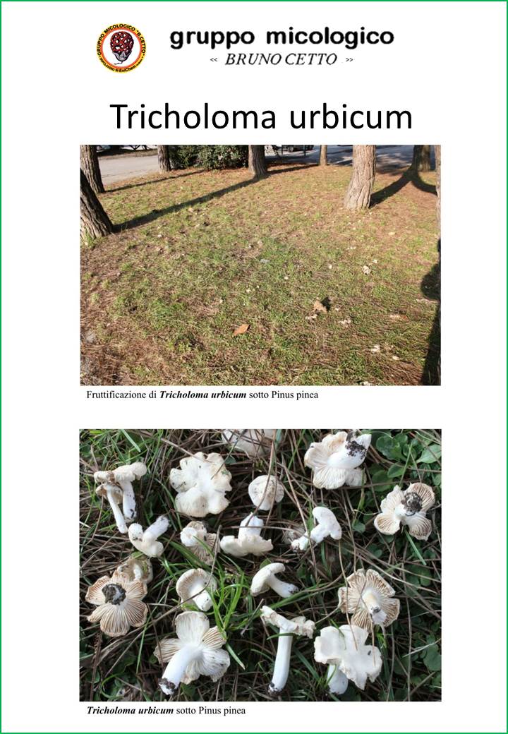 Tricholoma urbicum
