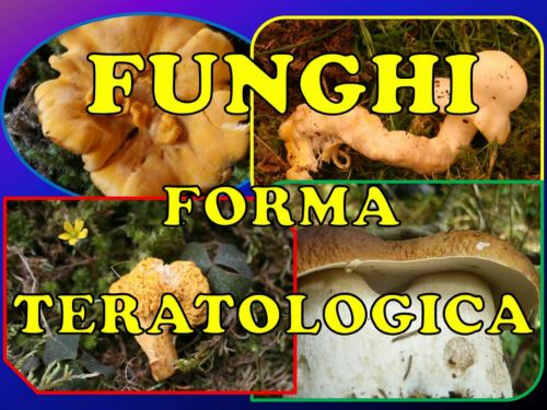 funghi fma teratologica