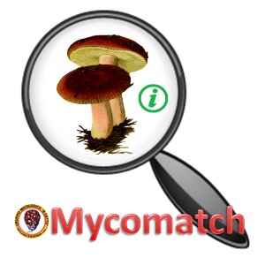 mycomatch 300